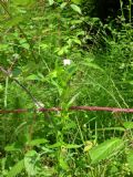 Epilobium tetragonum